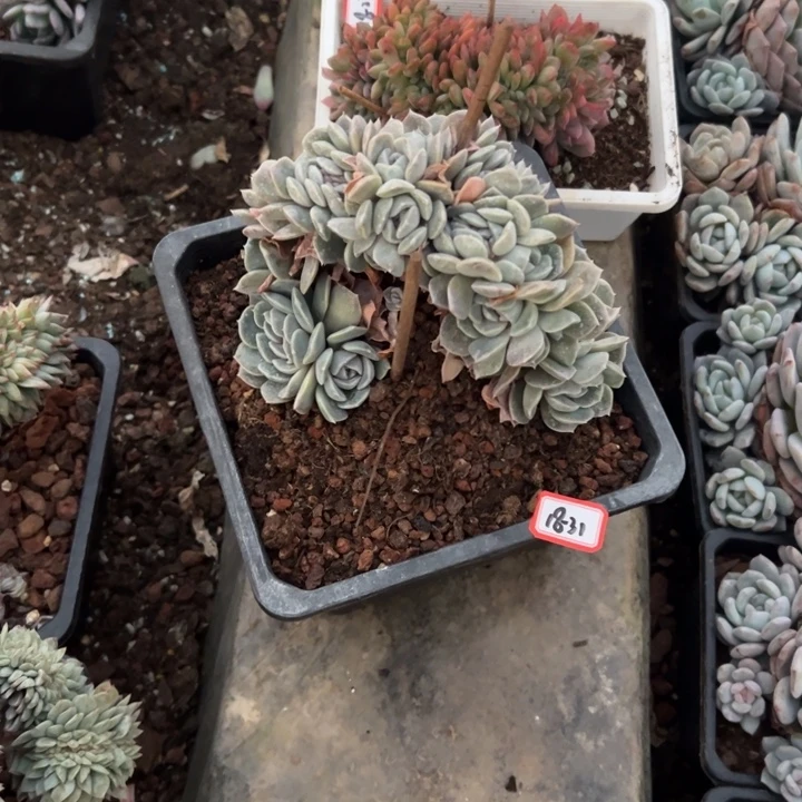 逐***影精品多肉植物老桩全汉堡缀