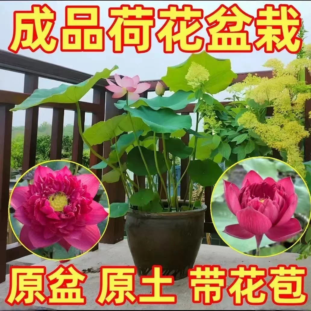 一物一拍  链接    荷花成品带花苞打木架发货