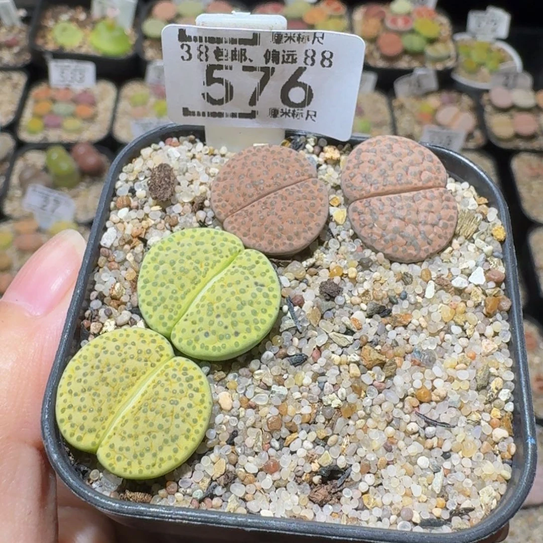 Ssss精品生石花576