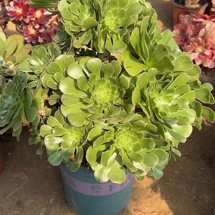 多肉植物法师原始绿3