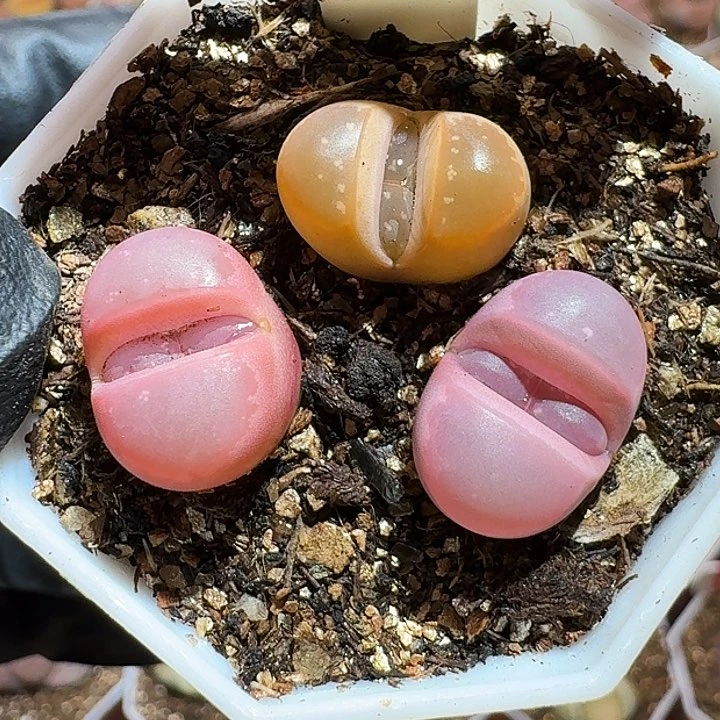 生石花1111111。    130