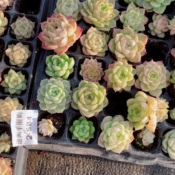 蓝**?2-584多肉多肉多肉多肉多肉