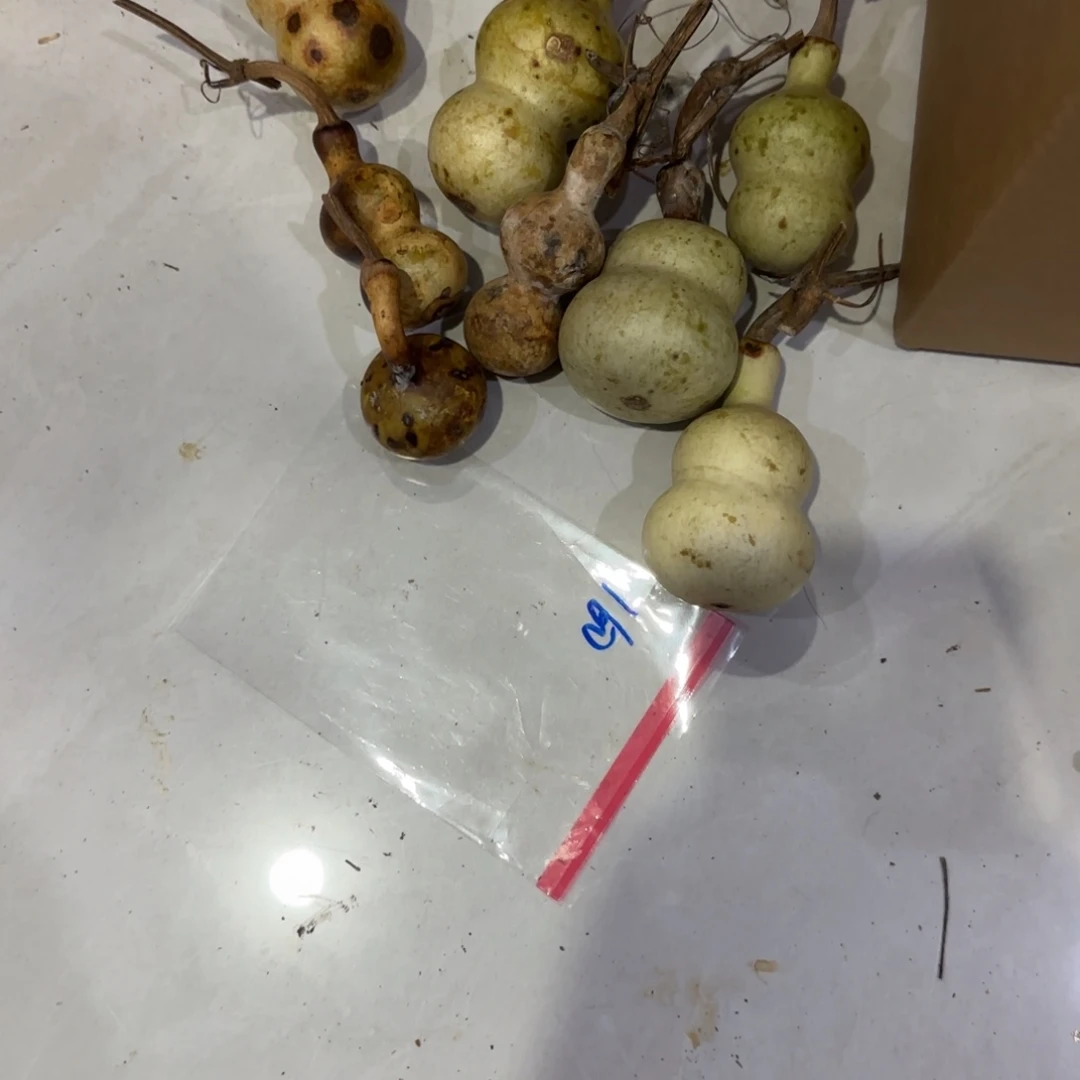 安***叔葫芦来乐乐咯乐乐咯来咯哦