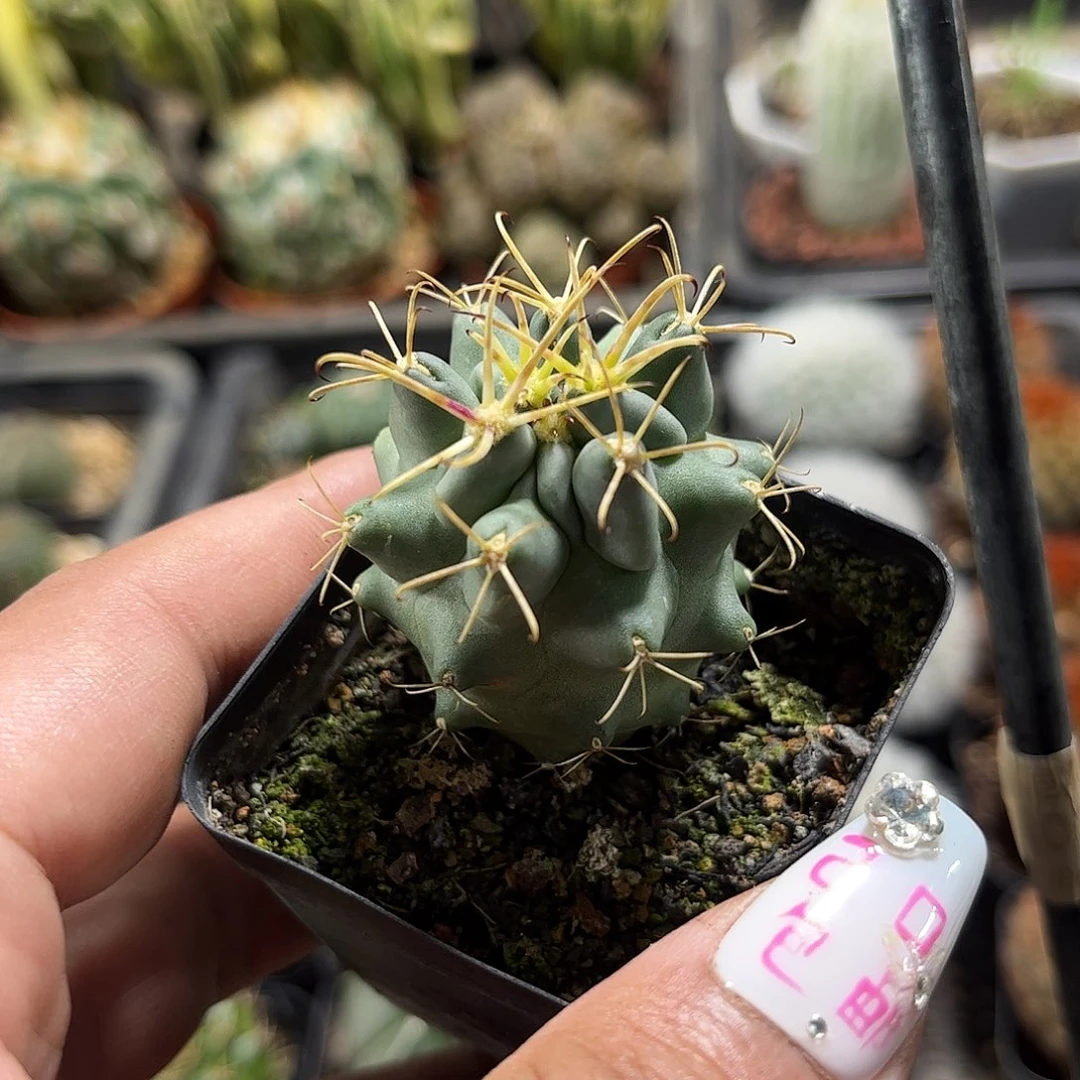 单头实生黑罗刹单头