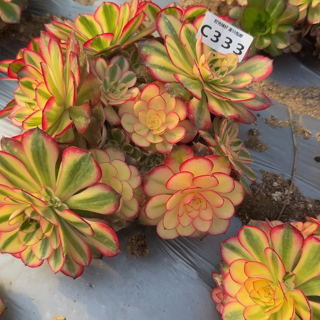 333荔枝。多肉植物