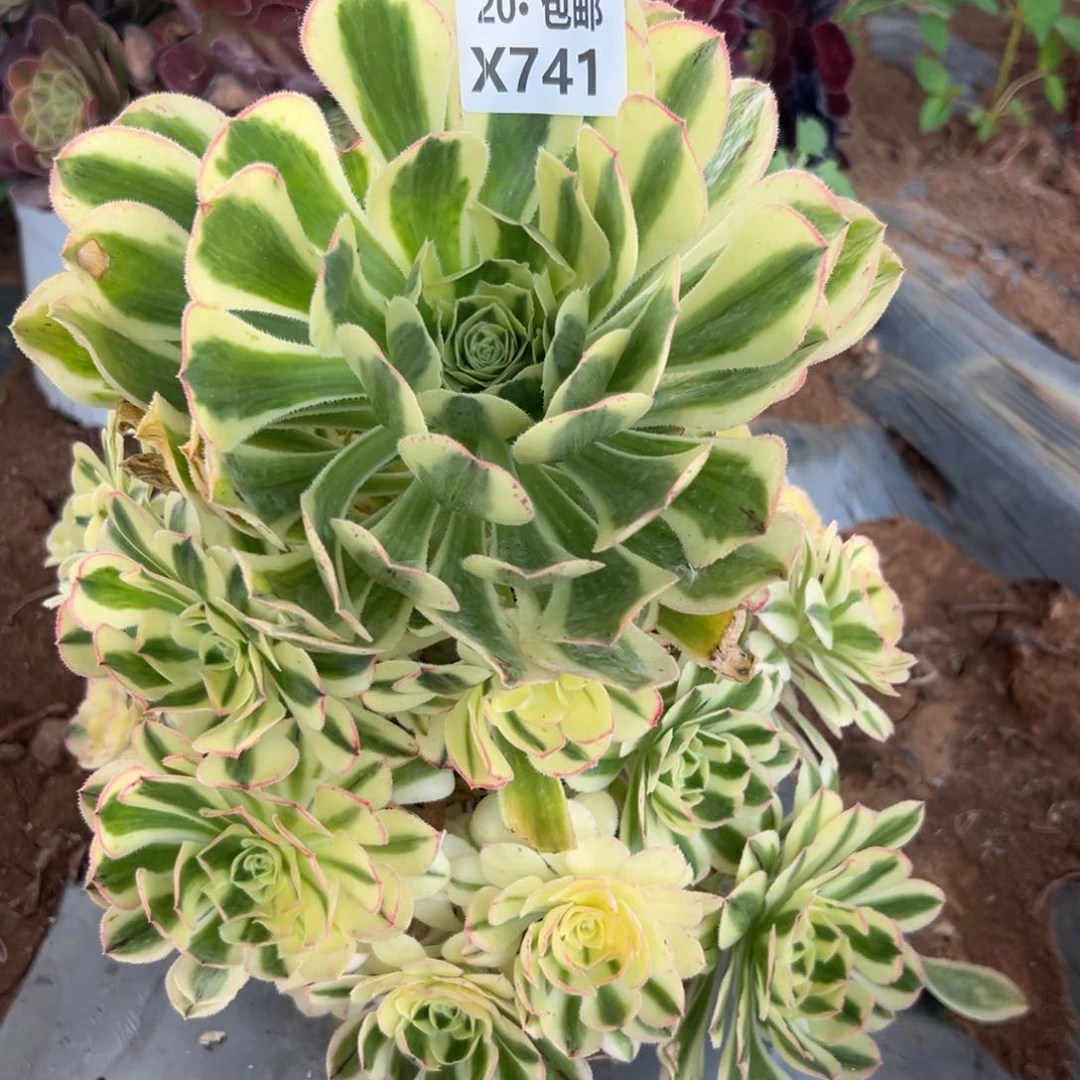 741白兰地满20包邮