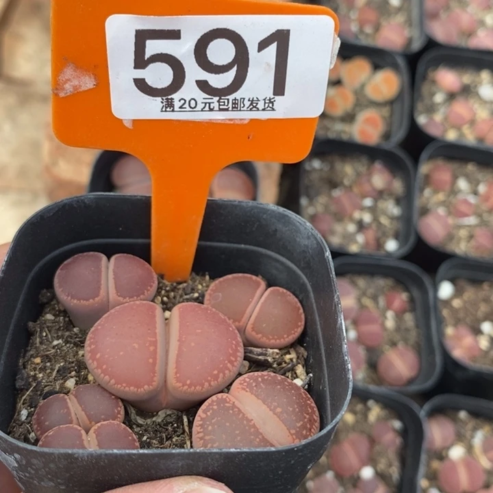 ****气生石花小苗叶小朋友591