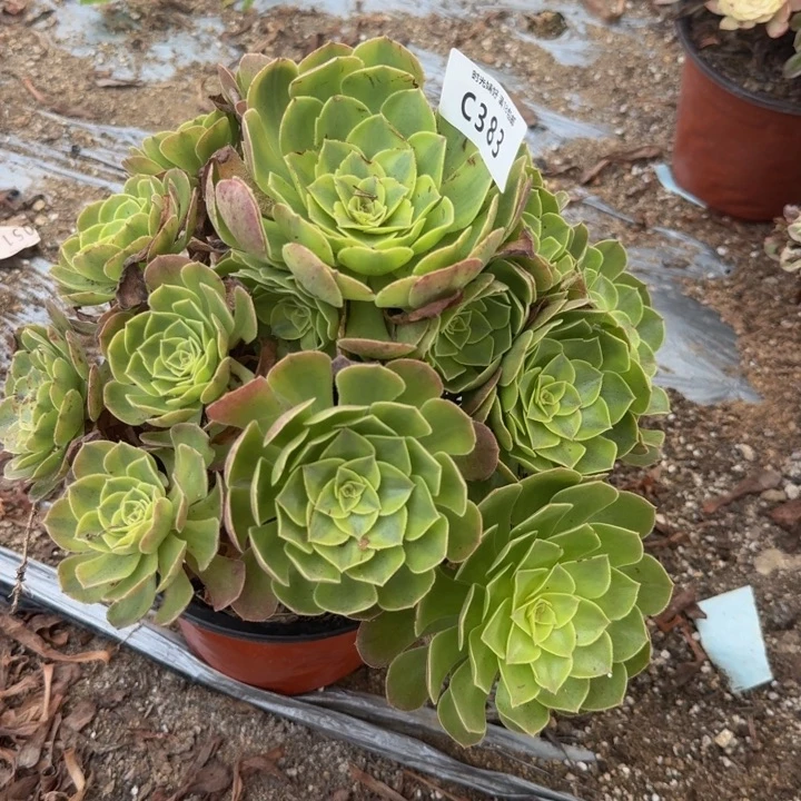 383雨和有伤。多肉植物