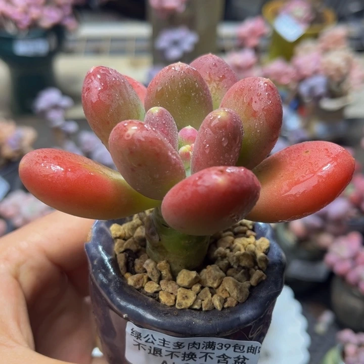 020 金蟾芒果奶6 厘米