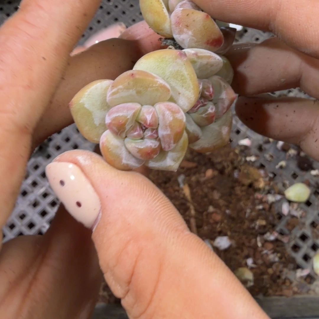 123 号一物一拍到手1框