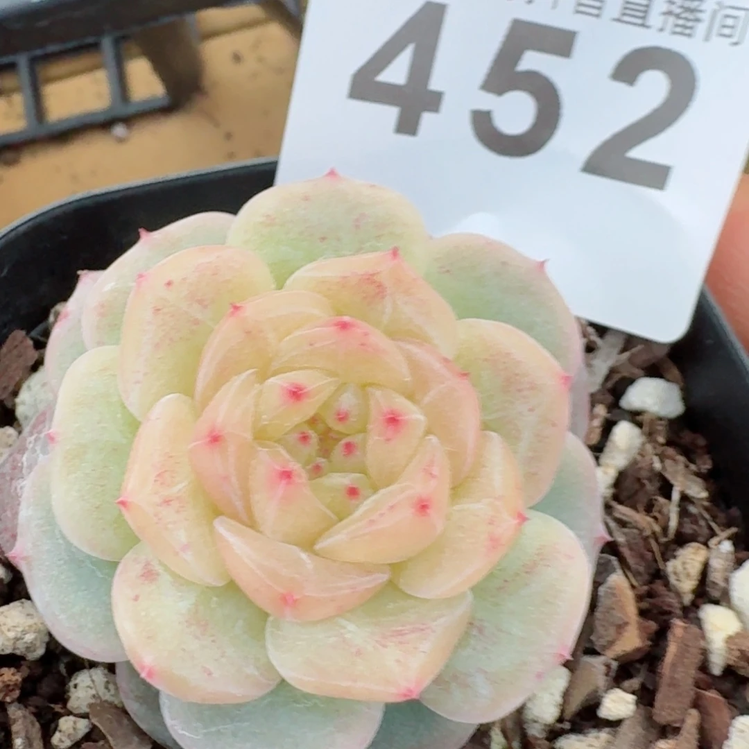 孤品         精品多肉