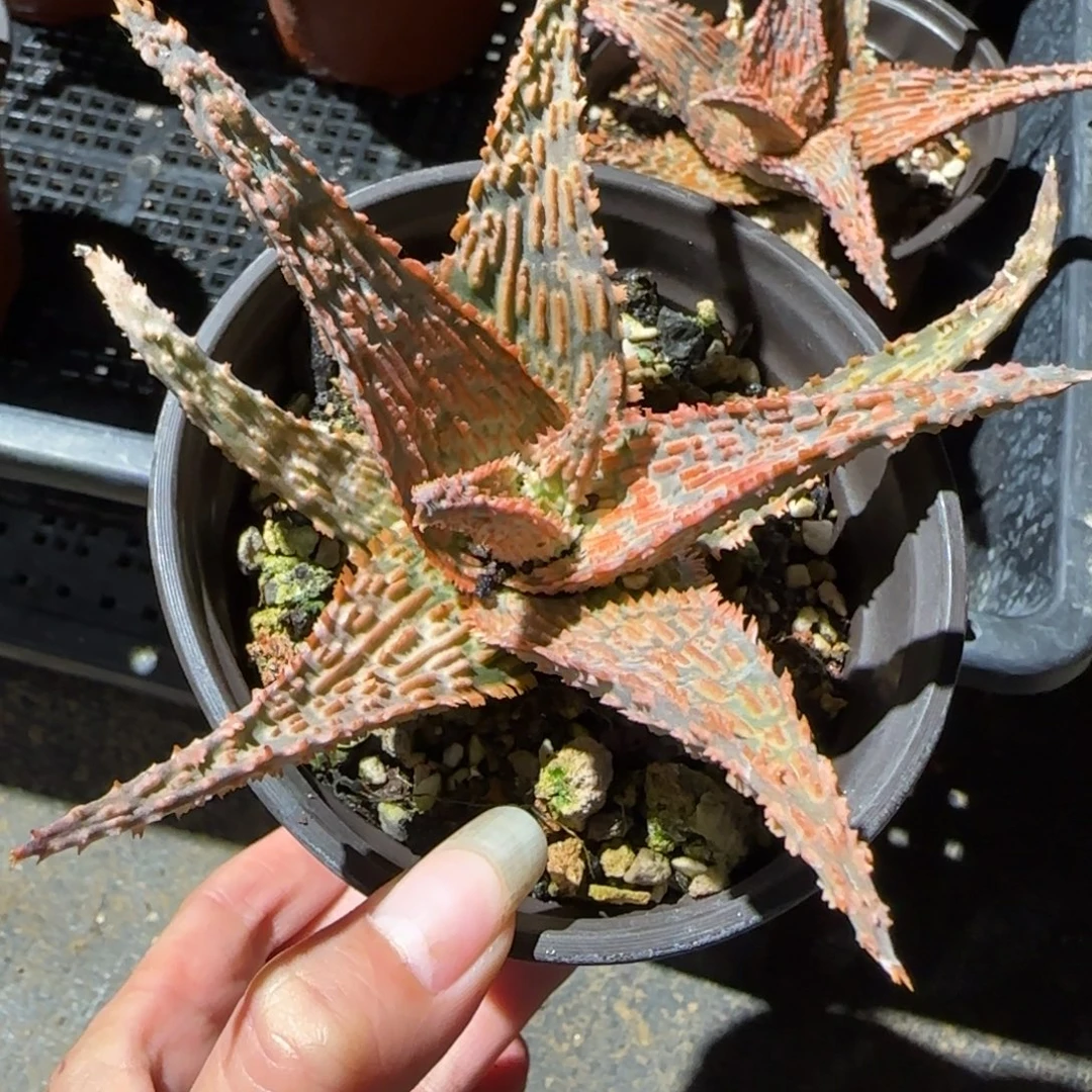 033实生芦荟多肉箐桃