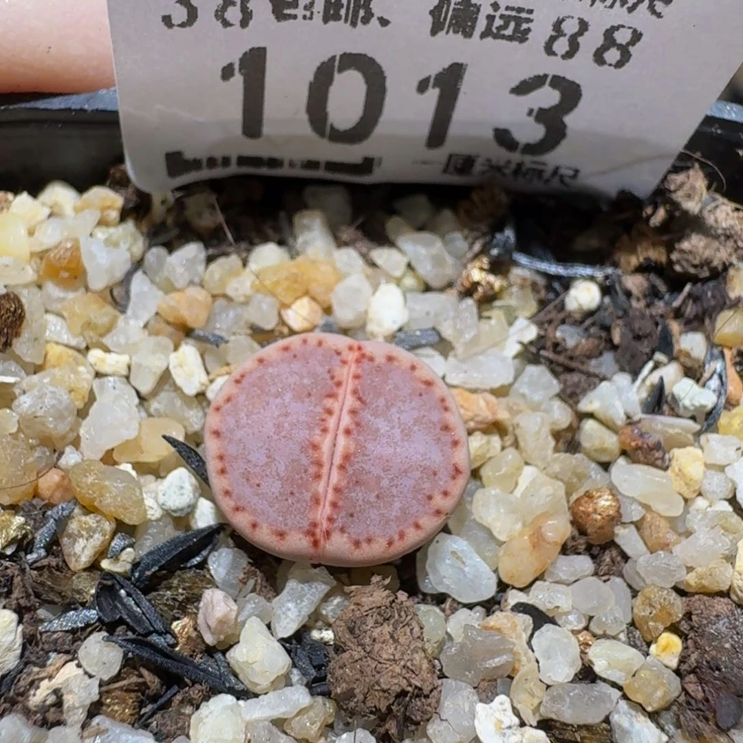 Ssss精品生石花1013