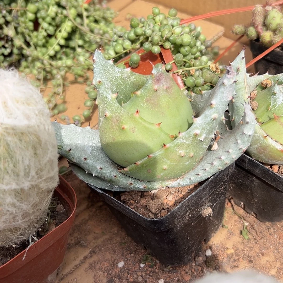 多肉植物大颗元宝
