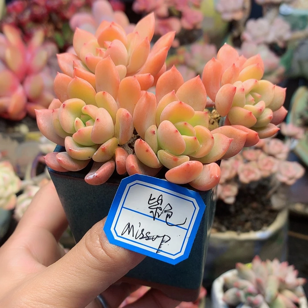 【闪购商品】M****Pmiss带盆
