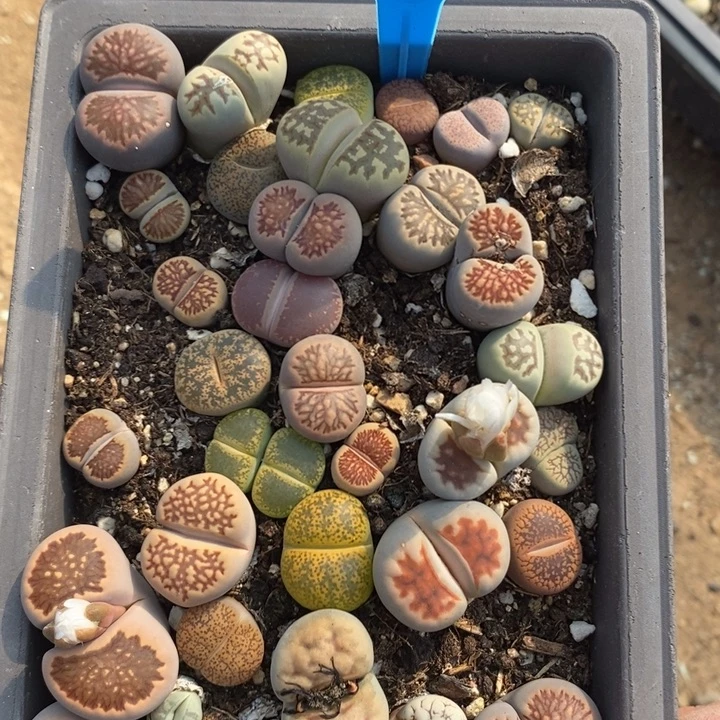 喜****生石花等植物的生长486