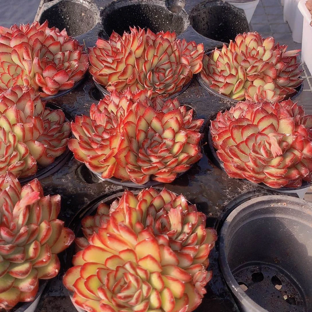 肉酱玫瑰2456778999900