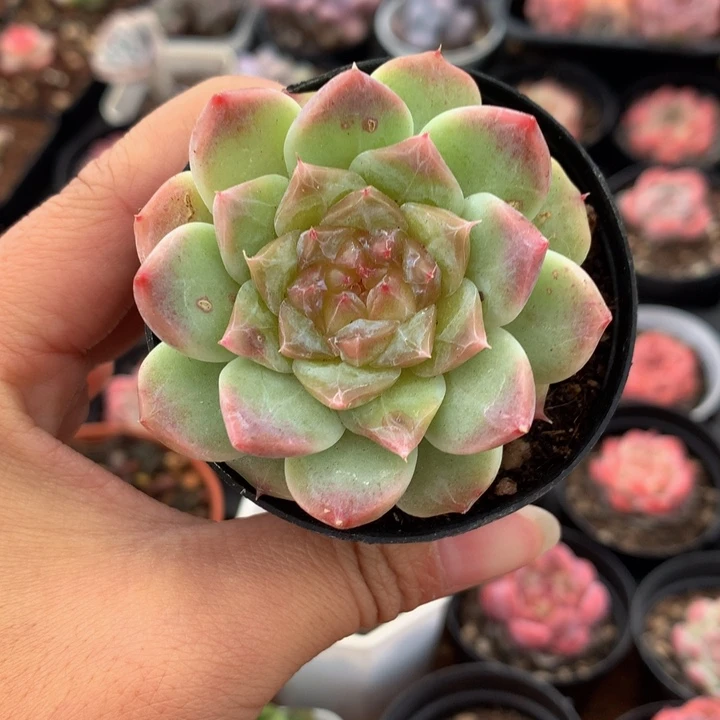 精控秘境冰魄单头