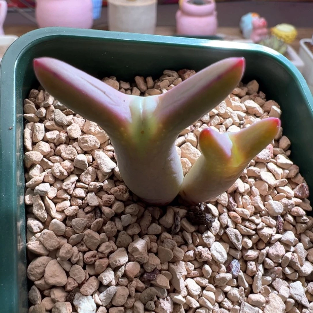 355优选0136皮卡丘双头全红体