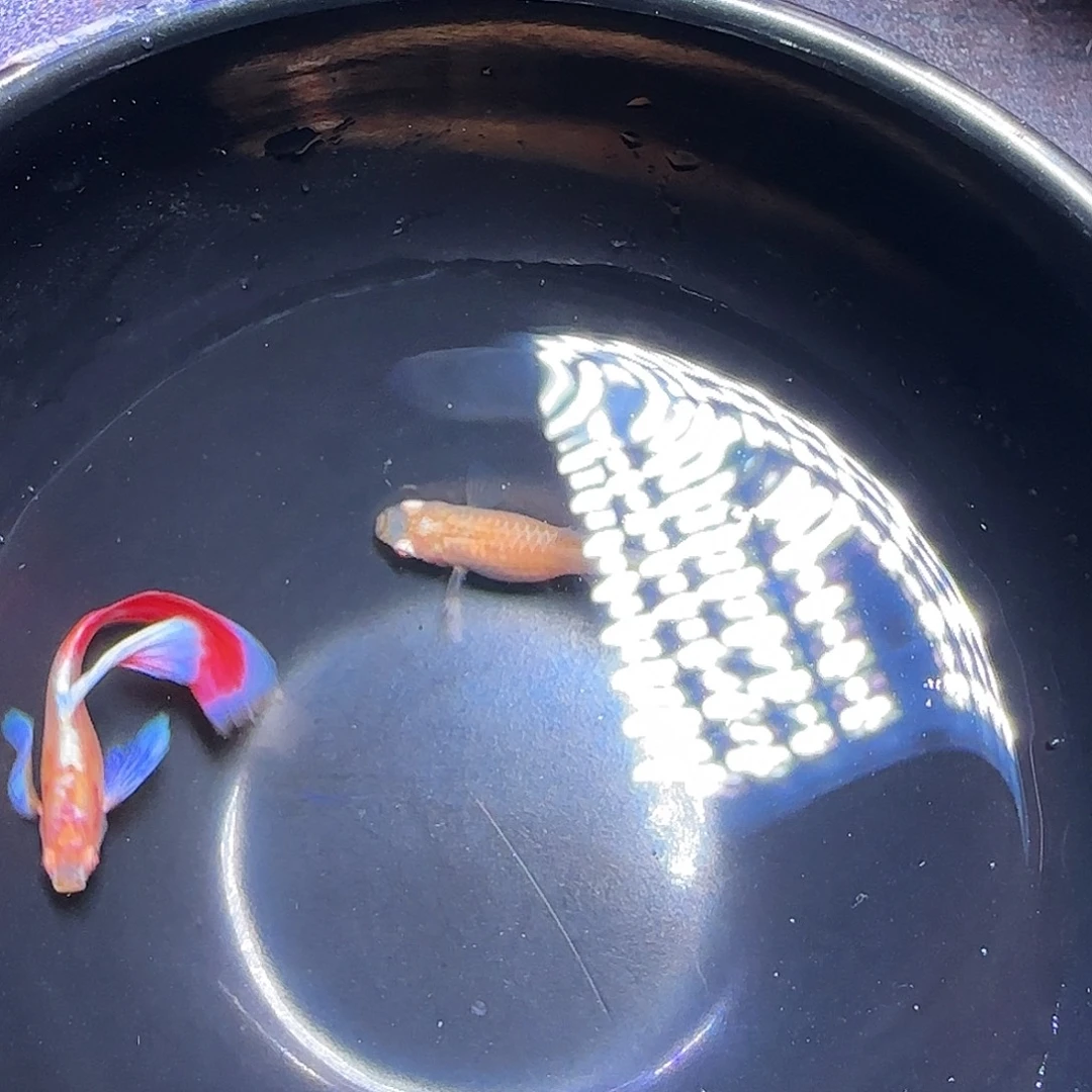 孔雀鱼火烧云飞船一对