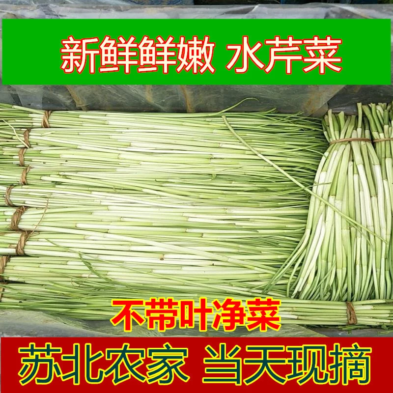【苏北农家新鲜水芹菜】蔬菜生态野水芹菜去叶净菜小叶水芹菜无节