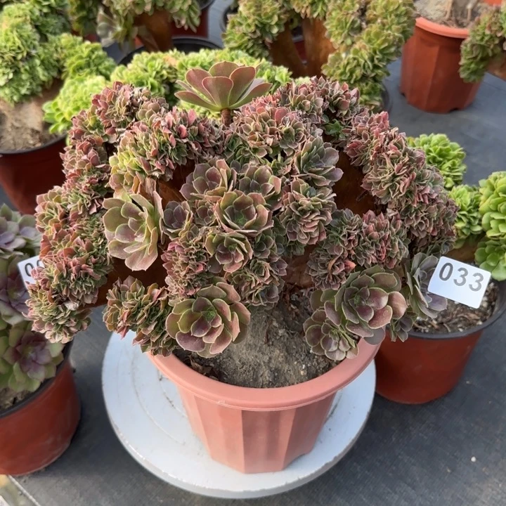 多肉植物玫瑰缀033