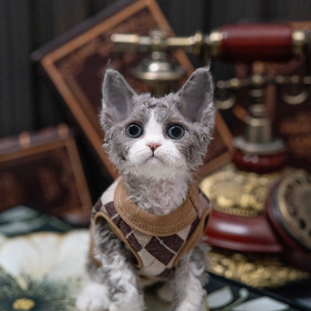 德文弟弟  德文卷毛猫