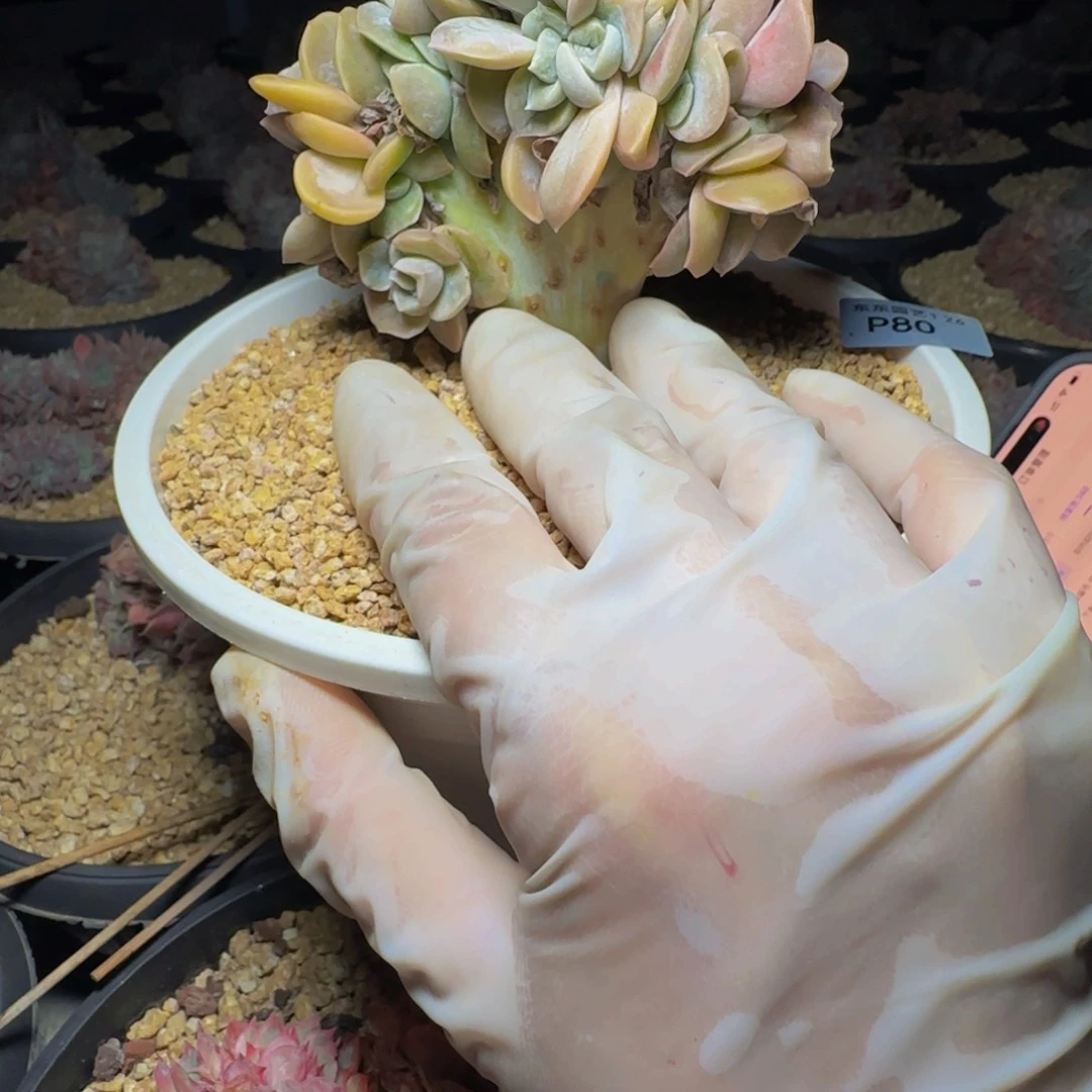 p p p p p p p p 80