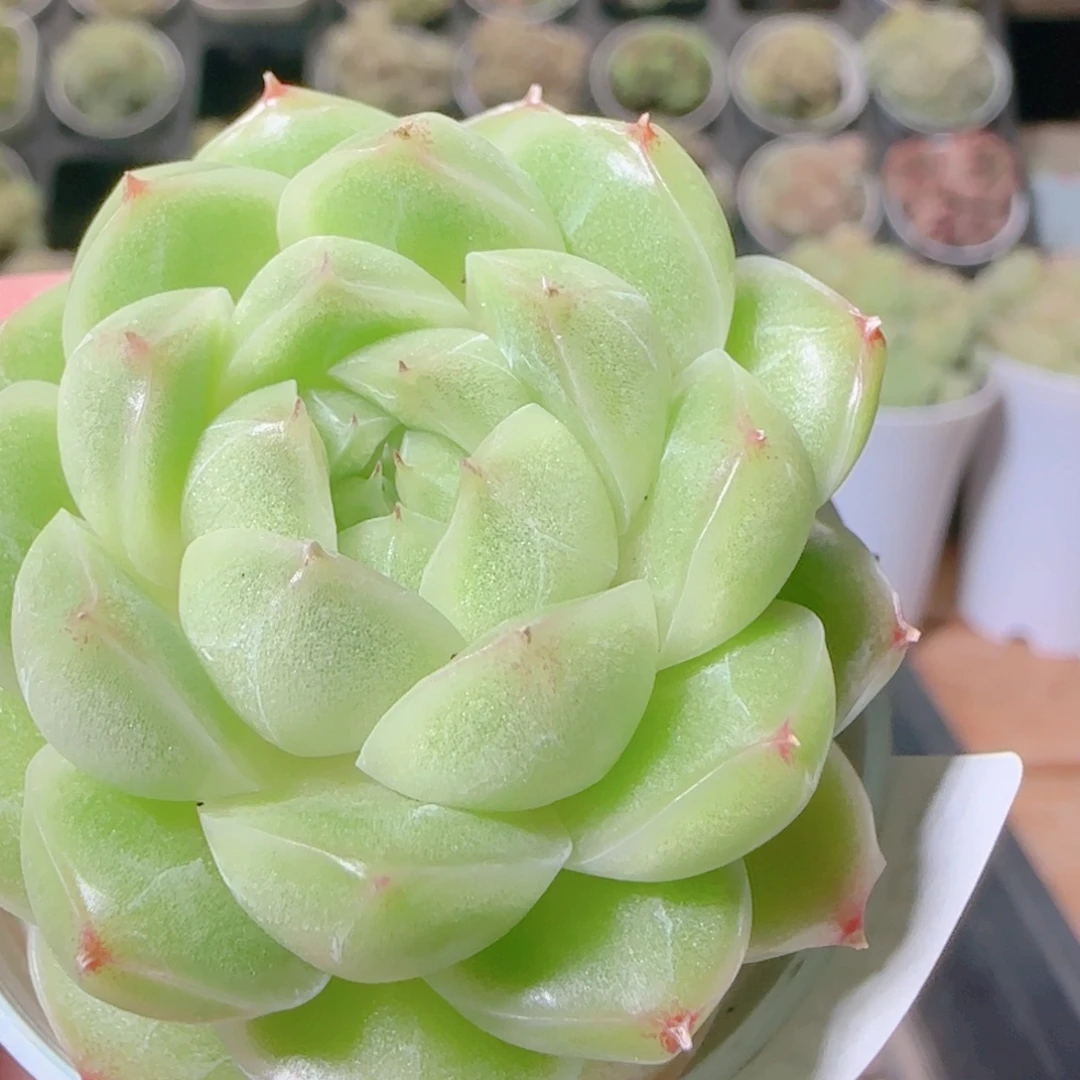 花语逸镜1110-174散