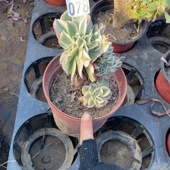 078灿烂缀迷你叶子发黑