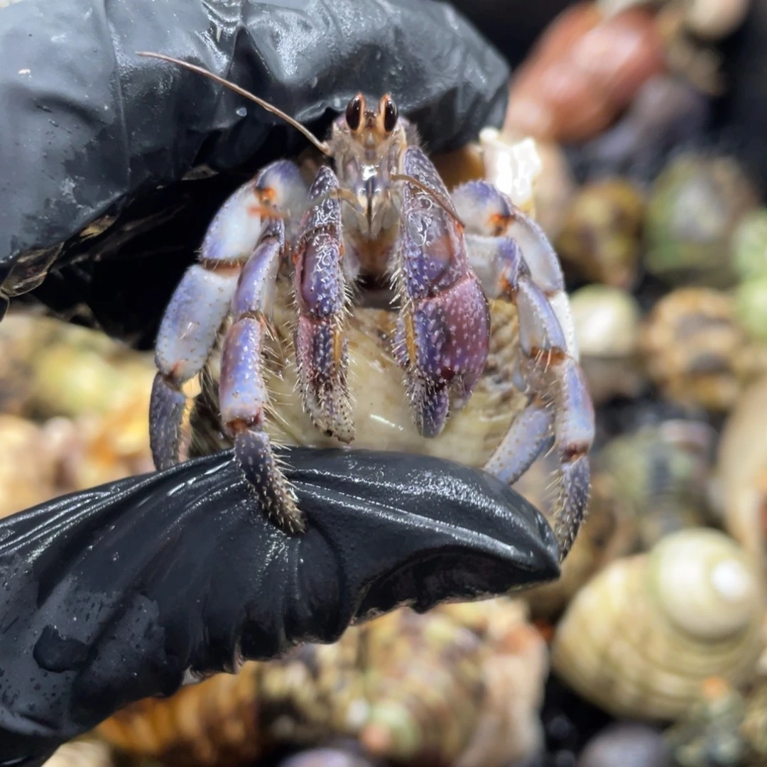 不退不换谢谢支持38号