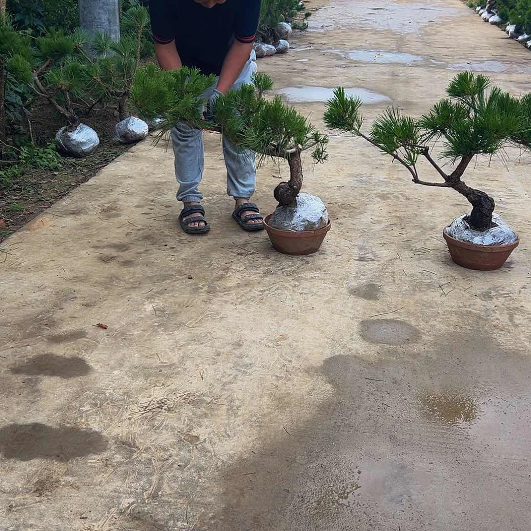 无花朵龙*8888888888888
