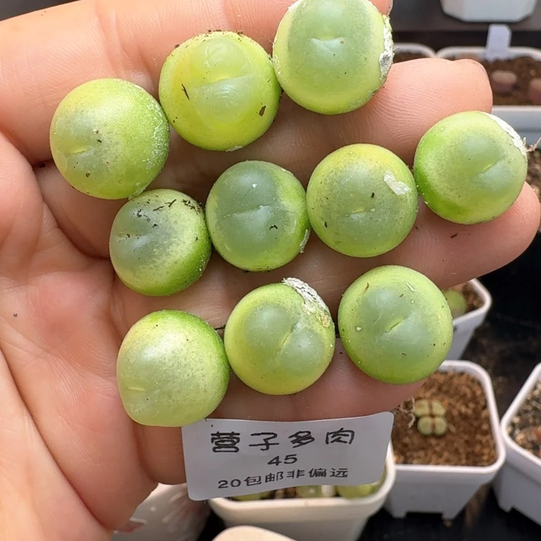 Y*45拉拉福利出一物一拍