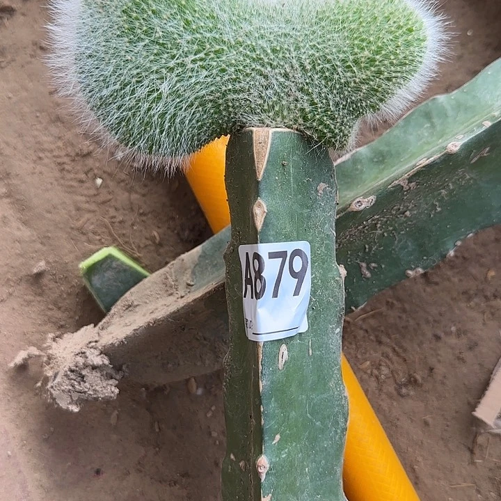 平***生无花朵嫁接九尾狐缀879