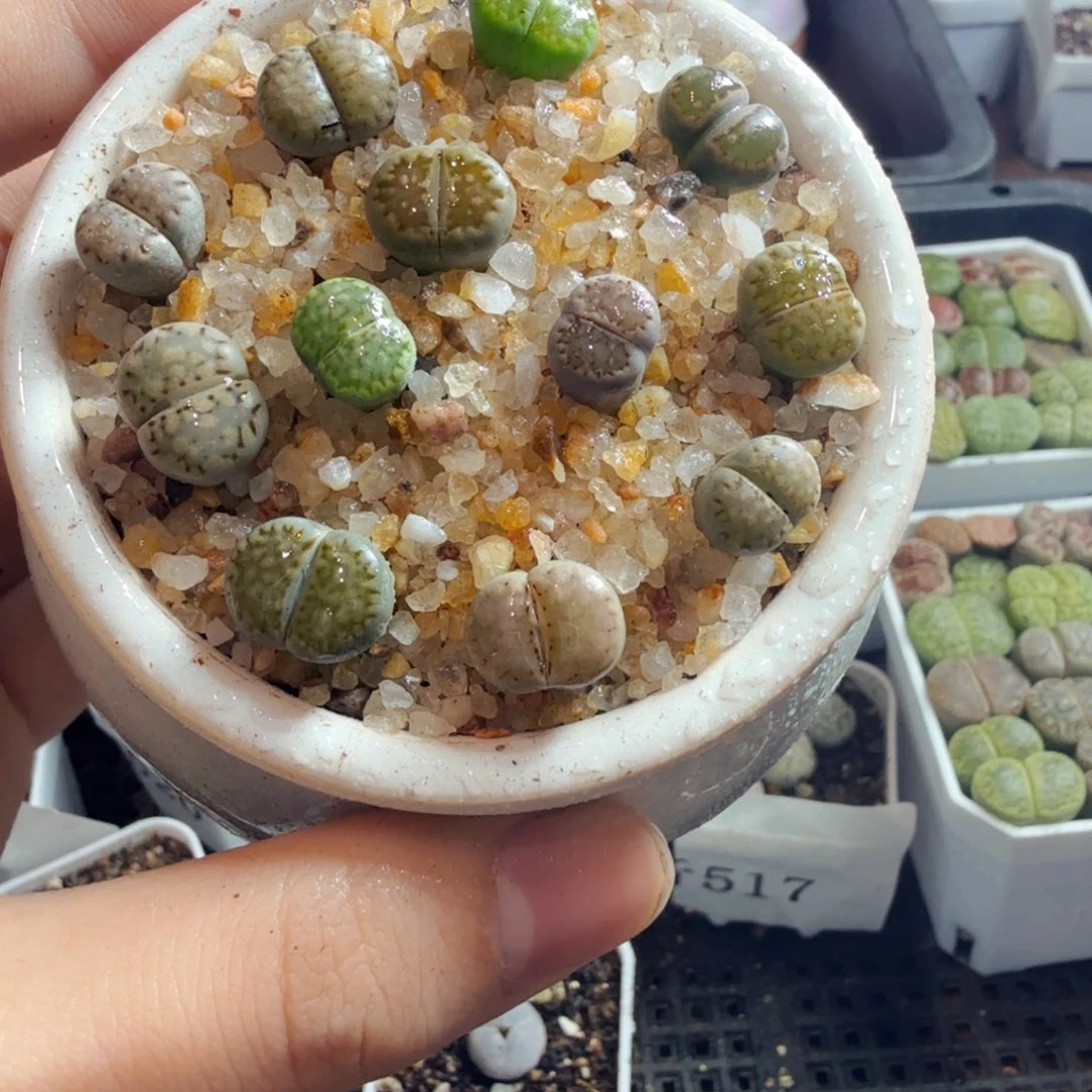 给***钟多肉植物的生长发育和生长610