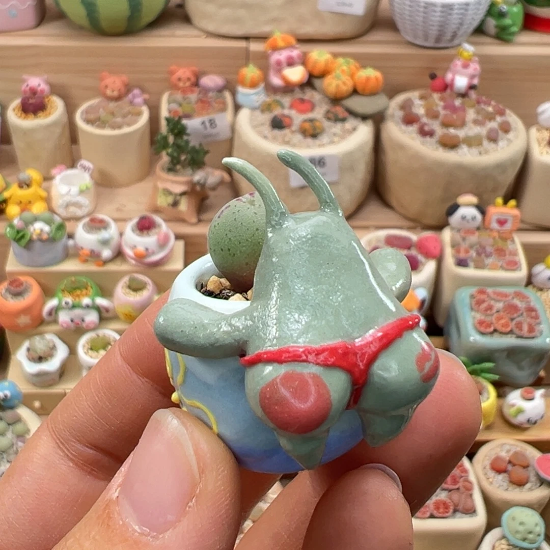 多肉植物118号拇指盆