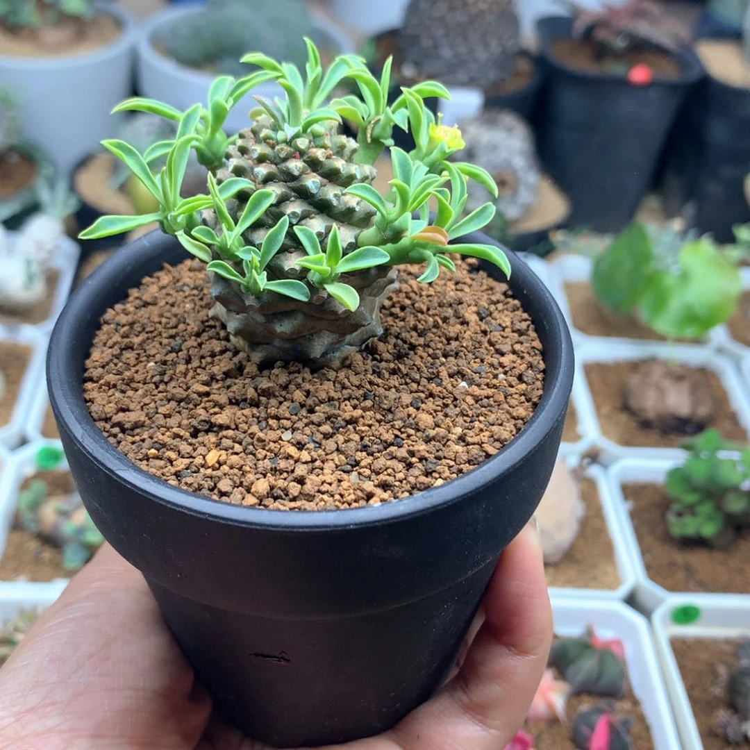 铁甲麒麟带盆多肉