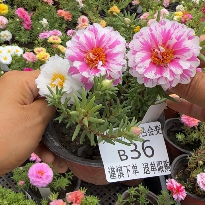 当前无花朵，栽培后可花朵B036超小苗盆口10cm