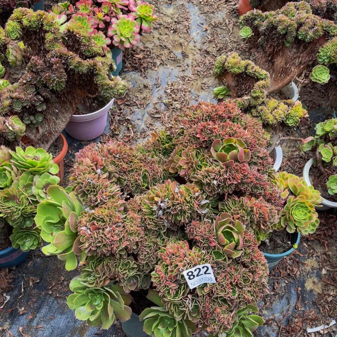 玫瑰法师缀化1-50