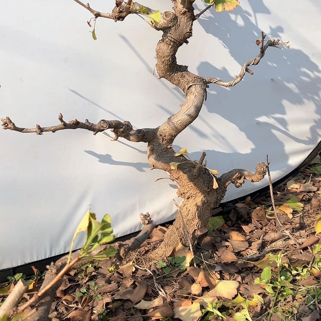 欧***文无花朵银杏不带盆