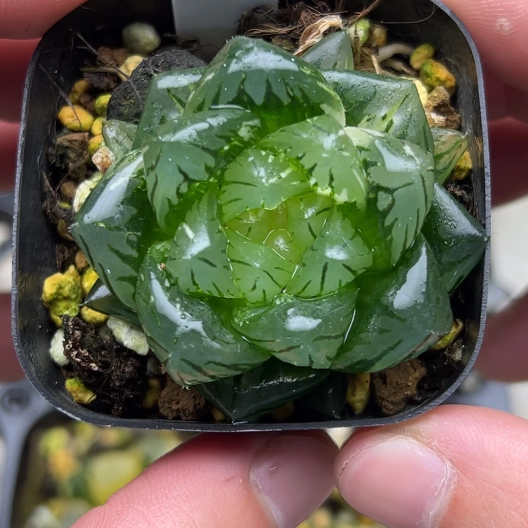 91龙鳞玉露锦。。。。。