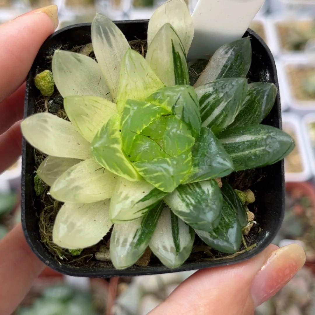 191龙鳞玉露锦哈哈哈哈哈