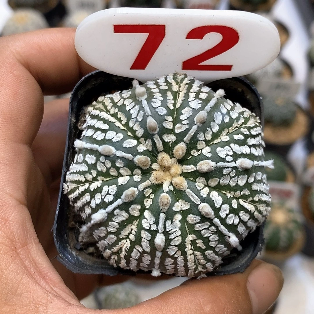 72福利特价来了哦耶转发