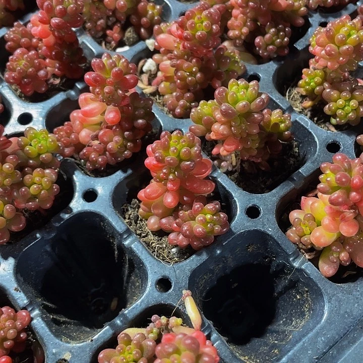 小浆果1元带糖果