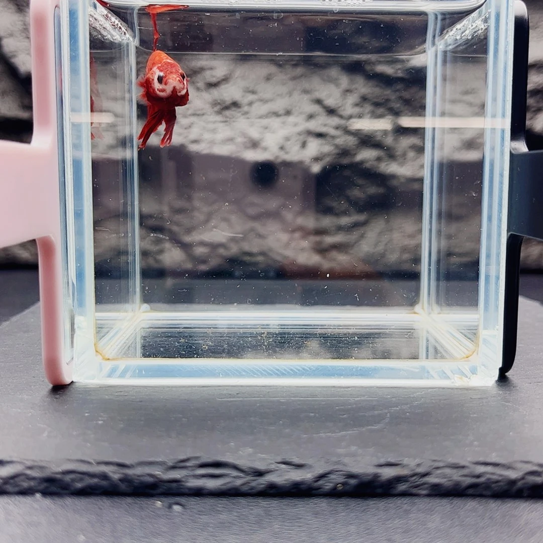 海水鱼宙斯09-22竞拍