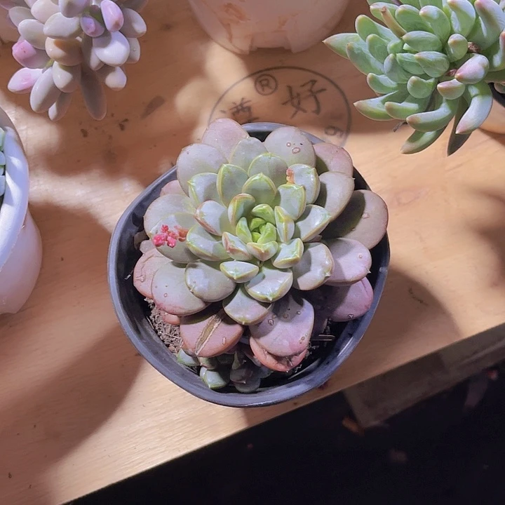 @*葱00000000000000026