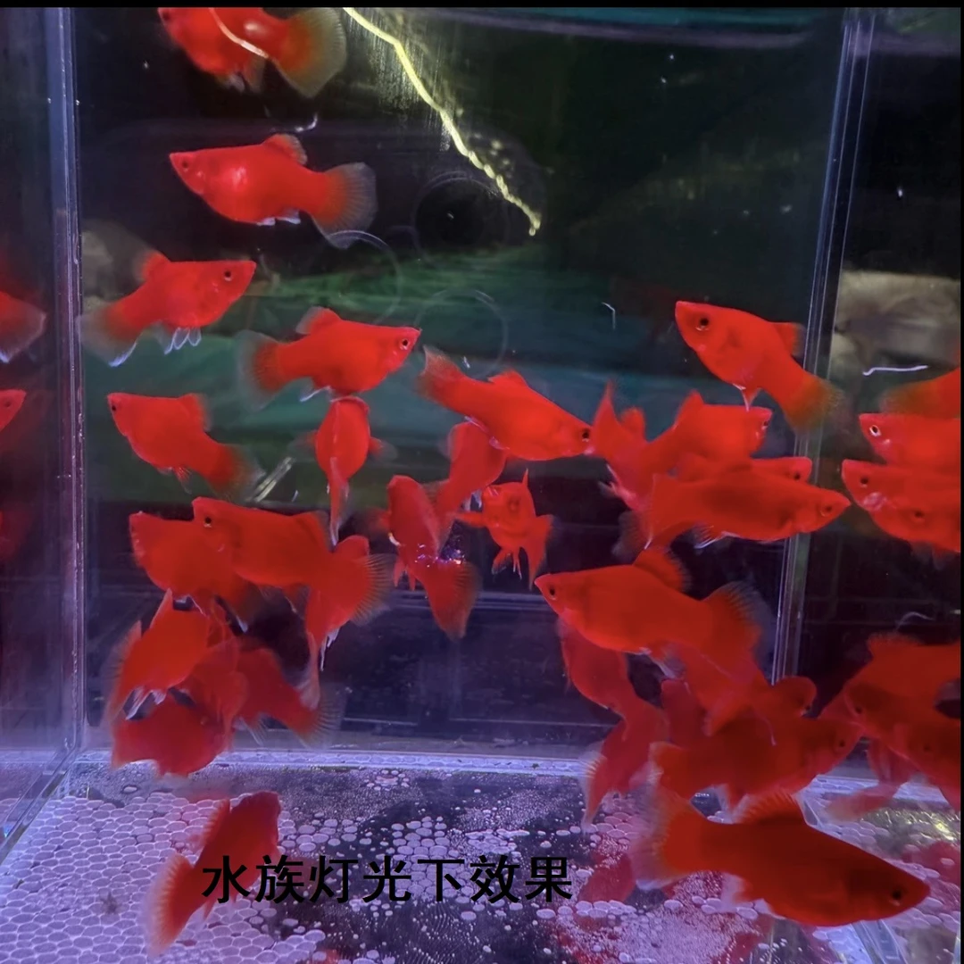 红皮球太阳球小红鱼2-3cm胎生鱼小型热带鱼玛丽球鱼大肚下崽好养