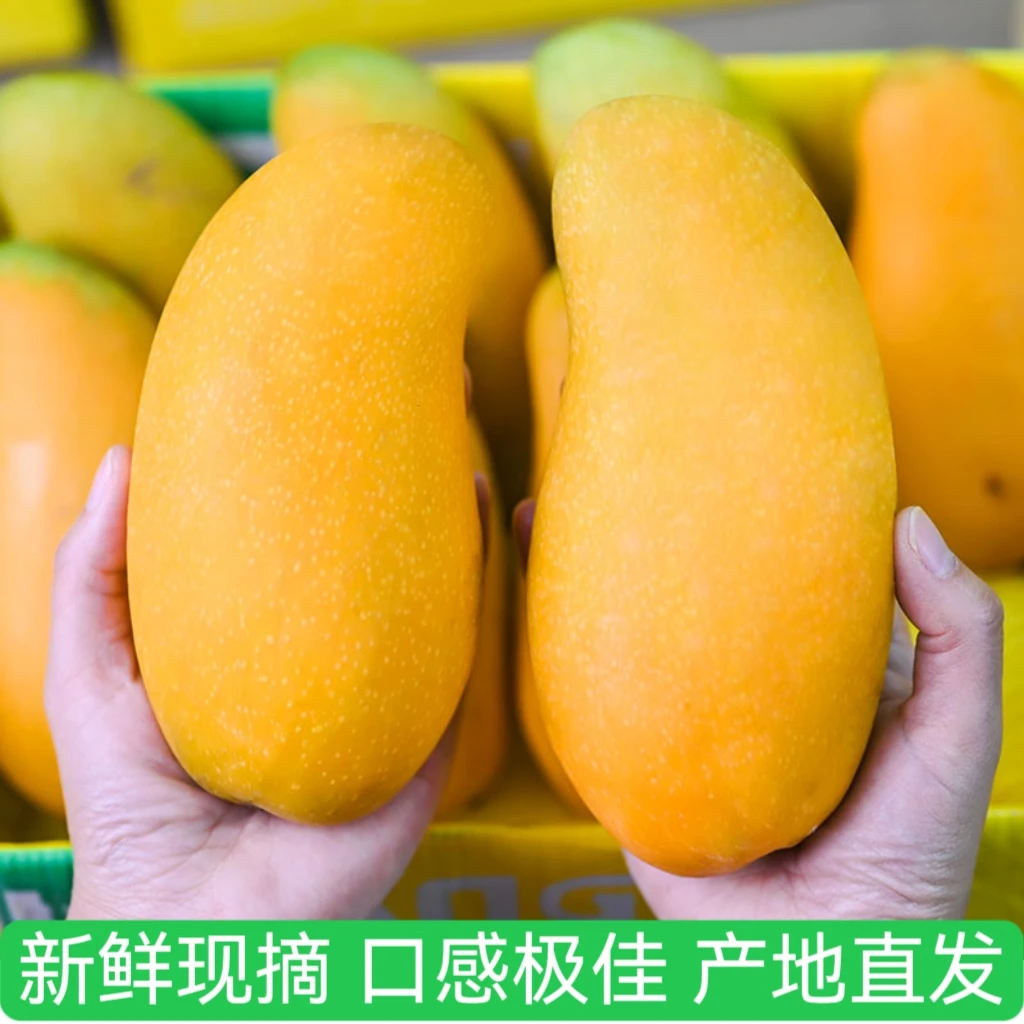 海南金煌芒果8斤香甜软糯当季新鲜水果海南芒果三亚直发