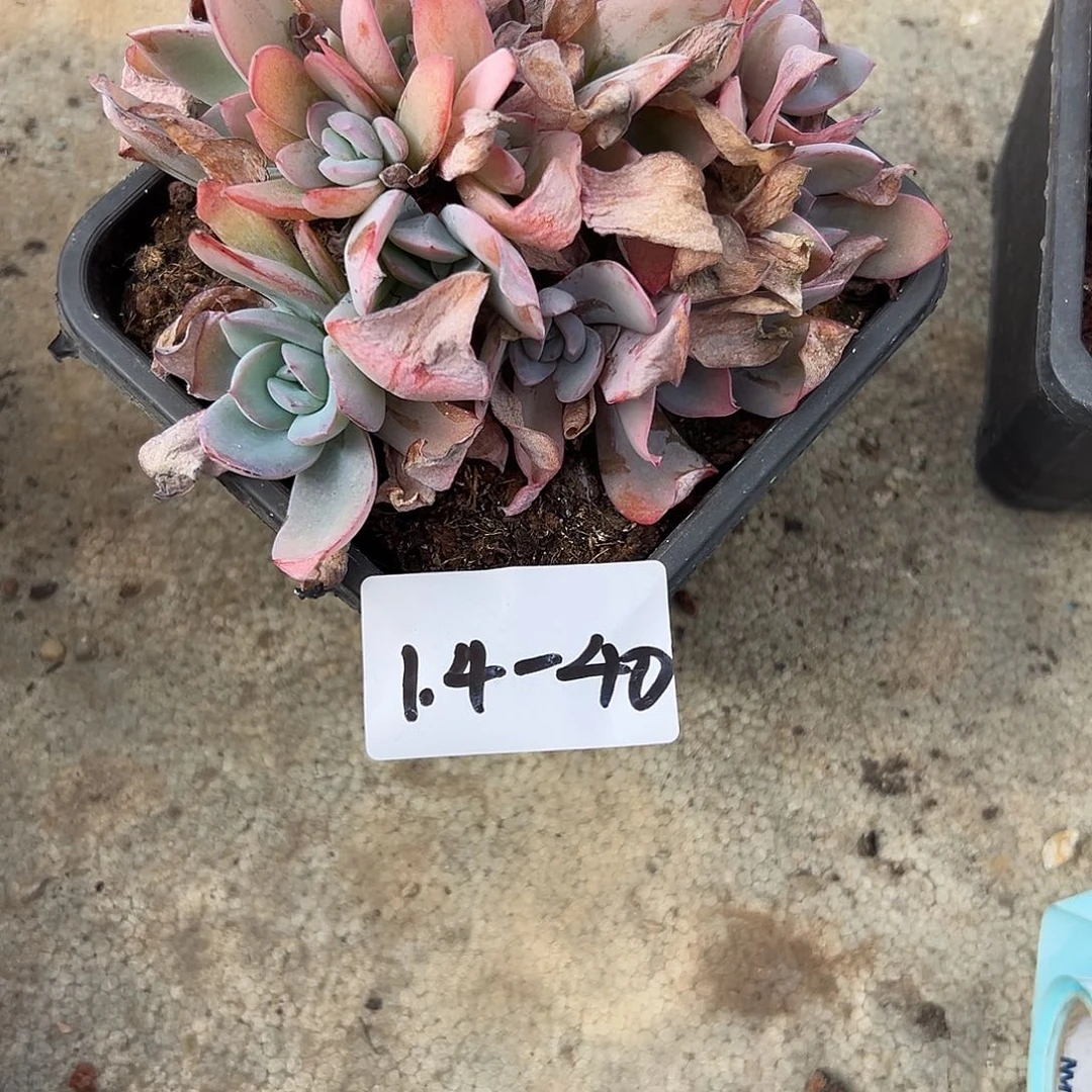 有****1.4-40布鲁兰多肉植物