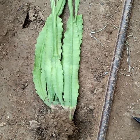 那***香完全开放令箭何花220